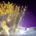 NASA captura uma enorme explosão na Lua