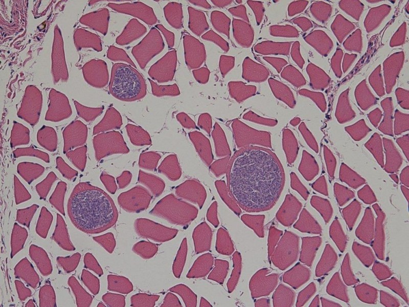Os pontos roxos da imagem acima são Sarcocystis pinnipedi infectando o diafragma de uma foca-anelada. Note que não há evidências de inflamação no tecido. Crédito: Dr. Stephan Raverty