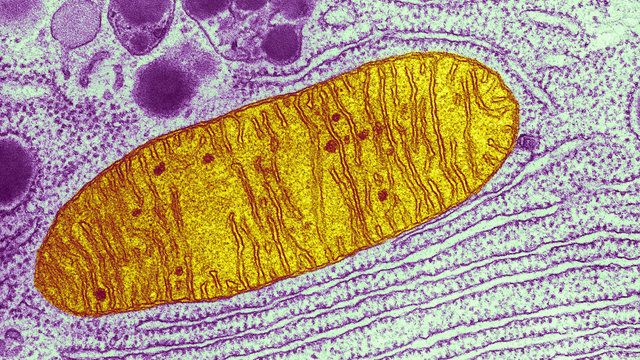 Microfotografia de uma mitocôndria (em amarelo), uma das “fabriquetas” de energia dentro de uma célula. Crédito: Keith R. Porter/Science