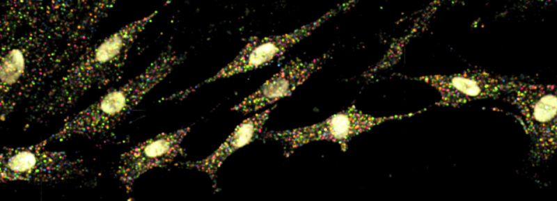 Rede de neurônios iluminada por inúmeros marcadores fluorescentes das moléculas no interior das células. Crédito: HMS e Wyss Institute