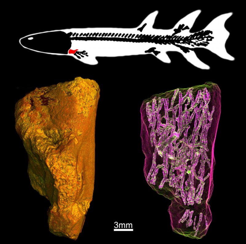 Microtomografia síncrotron (dir.) do úmero fossilizado (esq.) de um peixe do gênero Eusthenopteron (acima), de 370 milhões de anos. A rede de canais vista na imagem revelou detalhes a respeito da evolução da localização da medula óssea nos membros dos tetrápodes. Crédito: Sophie Sanchez 