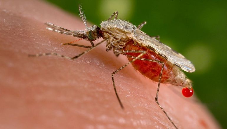 Mosquito Anopheles stephensi, vetor da malária.
