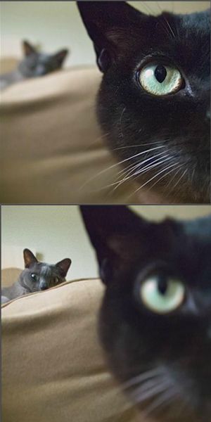 Lytro revoluciona foto