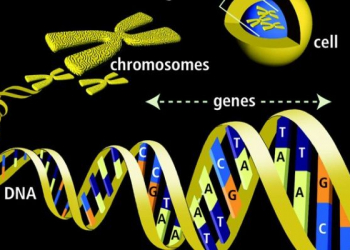 Alterar gene pode aumentar expectativa de vida