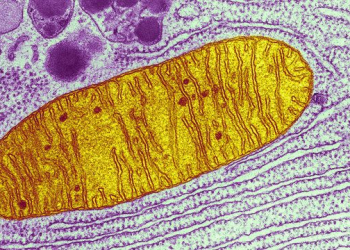 Audiência pública avalia técnica que gera bebês com 3 pais genéticos