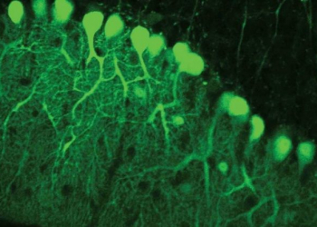 Neurônios entram em sintonia para aprimorarem habilidades motoras