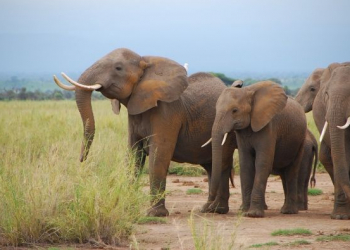 Elefantes aprendem a identificar vozes humanas para se proteger