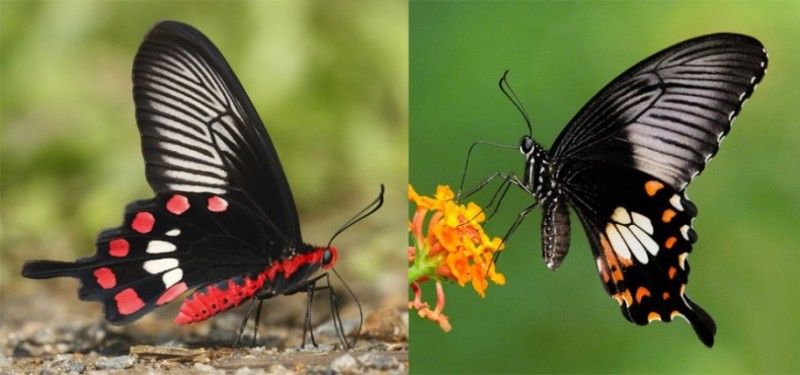 A borboleta mórmon comum (Papilio polytes, à direita) imita os padrões de asa da borboleta rosa comum (à esquerda). Crédito: Krushnamegh Kunte (esq.) and Khew Sin Khoo (dir.)