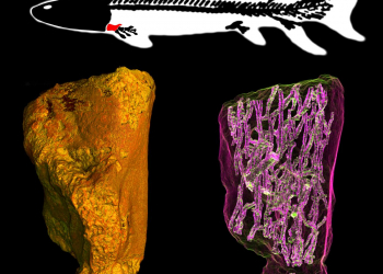 Úmero fóssil de eusthenopteron