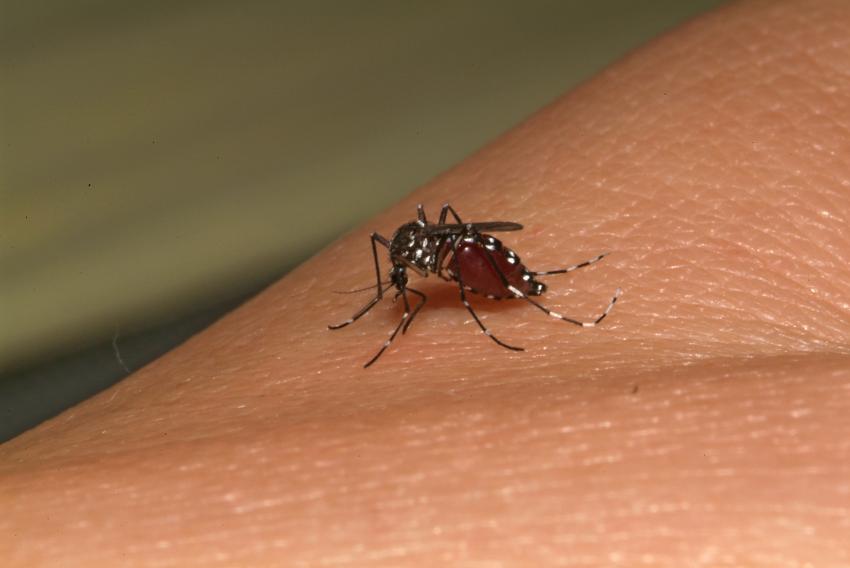 Aedes albopictus se alimentando. Uma refeição como esta pode transmitir a febre Chikungunya, doença severa que pode estar prestes a se tornar epidêmica no continente americano. Crédito: Institut Pasteur