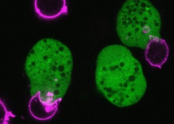 Ameba mata aos poucos, uma “mordida” por vez
