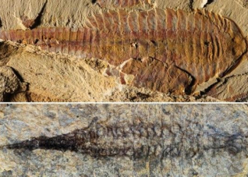 Descoberto o mais antigo sistema cardiovascular fossilizado