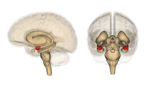 Amídalas (em vermelho) vistas logo acima do hipocampo, no interior do cérebro humano. Crédito: Life Science Databases (LSDB)
