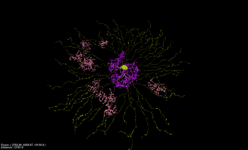 Células bipolares tipo 2 (roxo) e tipo 3a (rosa) concentradas ao redor da célula amácrina. Crédito: Rachel Prentki
