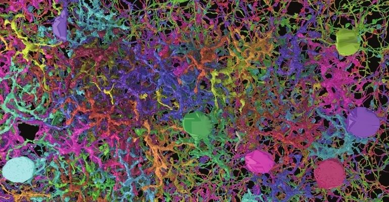Reconstrução tridimensional da rede de conexões entre os diferentes tipos de neurônios da retina de um camundongo. Crédito: Barlow, H. B. et al. The Journal of Physiology