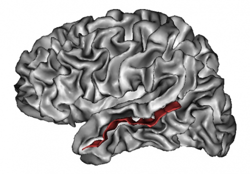 Visão do hemisfério cerebral esquerdo em que o sulco temporal superior se encontra destacado em vermelho. Crédito: Lefèvre J., Mangin J-F. (2010); PLoS Computational Biology