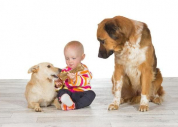 Os cães também sentem ciúme!