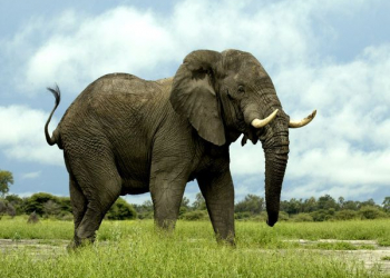 Elefantes possuem 2 mil genes olfativos, a maior quantidade já encontrada