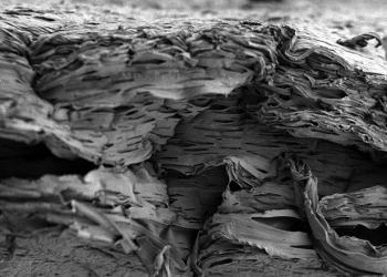 “andaime” biodegradável promove a regeneração dos ossos