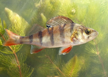 Peixes de laboratório expostos a remédio para ansiedade prosperam