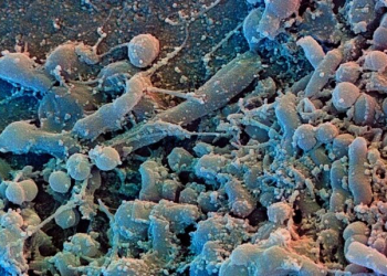 Sais líquidos podem penetrar a pele e ajudar a combater infecções