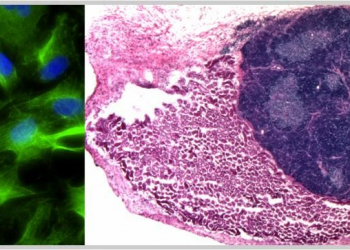 Cientistas desenvolvem o primeiro órgão completo e plenamente funcional em ratos
