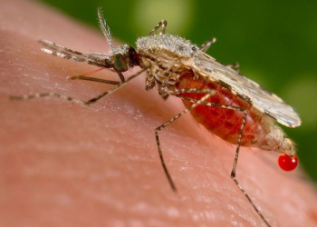 Nova técnica detecta a malária de maneira rápida e barata, afirmam criadores