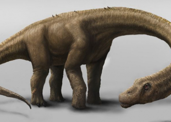 Dinossauro gigante escavado na argentina