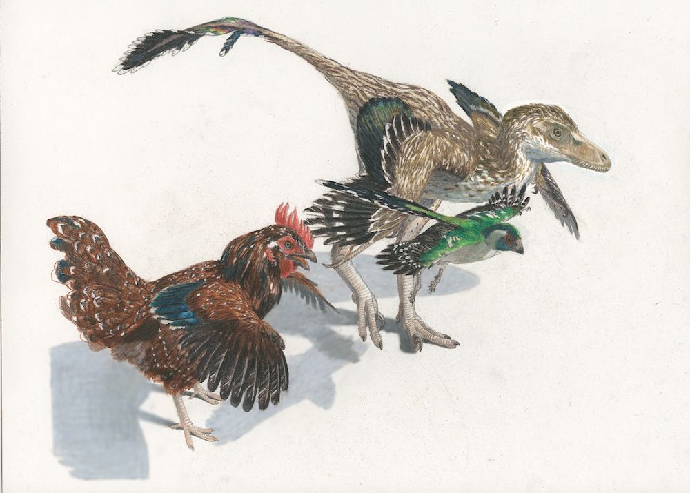 Conheça o Archaeopteryx: o elo perdido entre aves e répteis