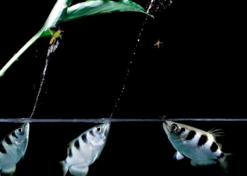 Esguiche para matar: desvendado o mistério do jato d’água do peixe-arqueiro