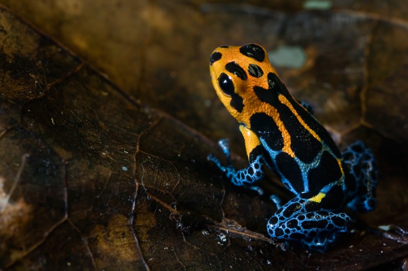 Varadero, como é popularmente conhecida a variedade da espécie de sapo-flecha-venenoso (R. imitator) que imita o padrão de cores do sapo R. fantastica. Crédito: Evan Twomey 