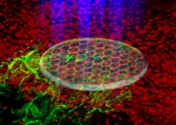 Luz ultravioleta é utilizada para reconstituir a pele de animais vivos