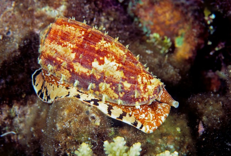 Conus geographus, um dos predadores mais hábeis dos mares tropicais. Crédito pela imagem: Design Pics Inc.