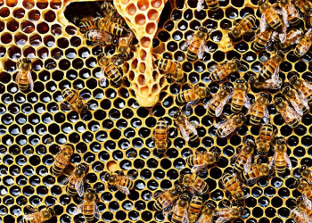 Abelhas e mel