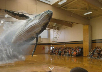 Baleia magic leap magic leap