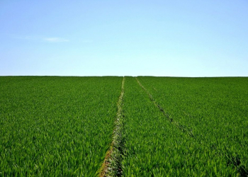 Intel agronegócio internet das coisas