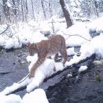 lince chernobyl 30 anos, chernobyl, vida selvagem TecheNet Lince chernobyl 30 anos, chernobyl, vida selvagem