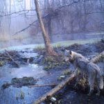 lobo chernobyl 30 anos, chernobyl, vida selvagem TecheNet Lobo chernobyl 30 anos, chernobyl, vida selvagem