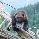 mamfero chernobyl 30 anos, chernobyl, vida selvagem TecheNet Mamfero chernobyl 30 anos, chernobyl, vida selvagem