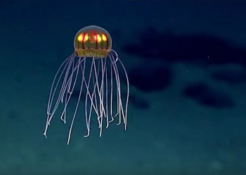 Cientistas descobrem a mais bela medusa