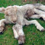 ovelha chernobyl 30 anos, chernobyl, vida selvagem TecheNet Ovelha chernobyl 30 anos, chernobyl, vida selvagem