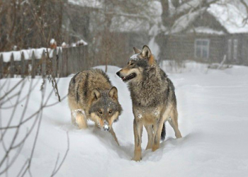 30 anos depois de chernobyl