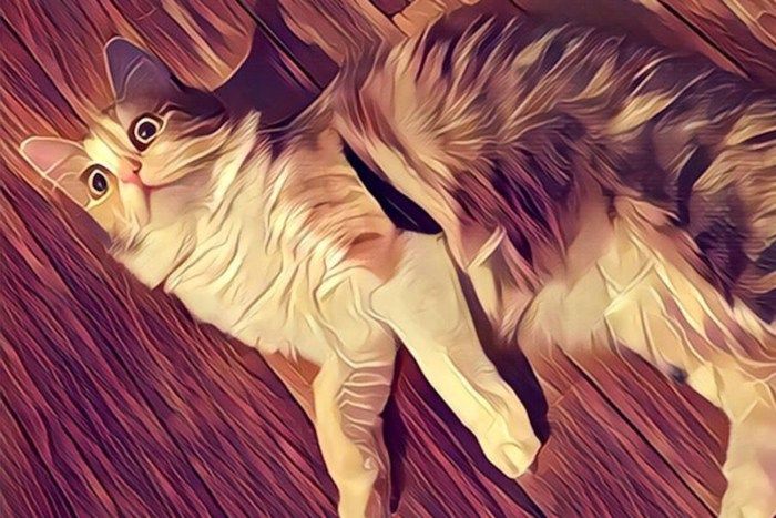 smt-Prisma-Gato