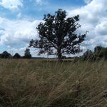 2016 0101 162427 003 câmara de ação