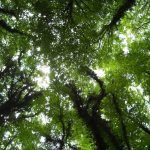 2016 0101 182229 002 câmara de ação