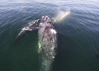 Snotbot e inteligência artificial da intel são parte da missão para salvar os oceanos