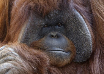 Morreu chantek: o orangotango que sabia língua gestual