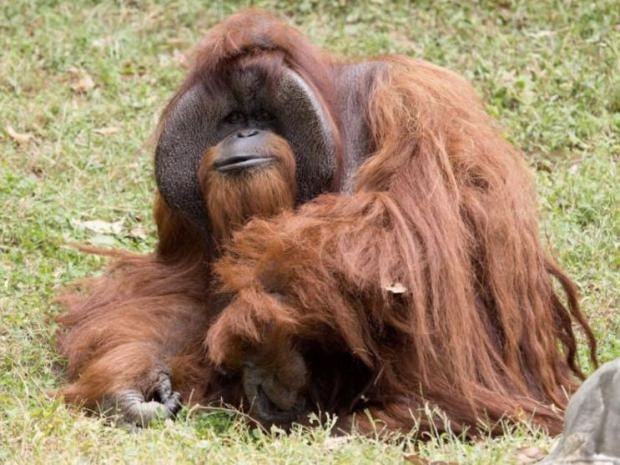 Língua gestual orangotango