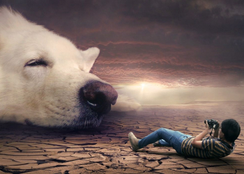 O melhor amigo do homem – o modelo de eleição dos portugueses