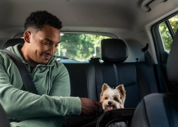 Uber pet: os patudos já podem ir de carro